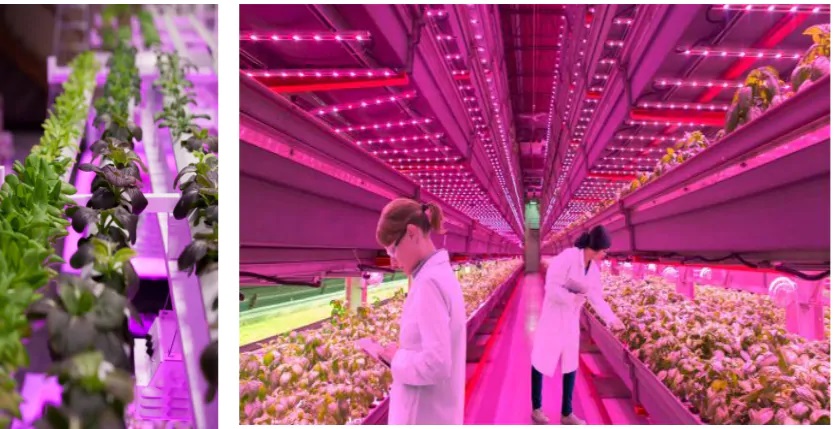 OSLON方形Horti白色LED园艺照明